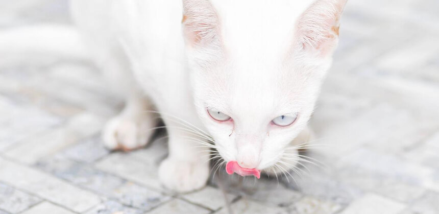 猫咪中毒紧急处理：这些东西家里要收好