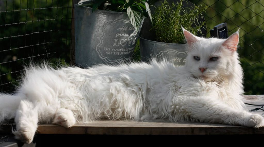 缅因猫：巨型温柔巨人，空间、饮食、成本全解