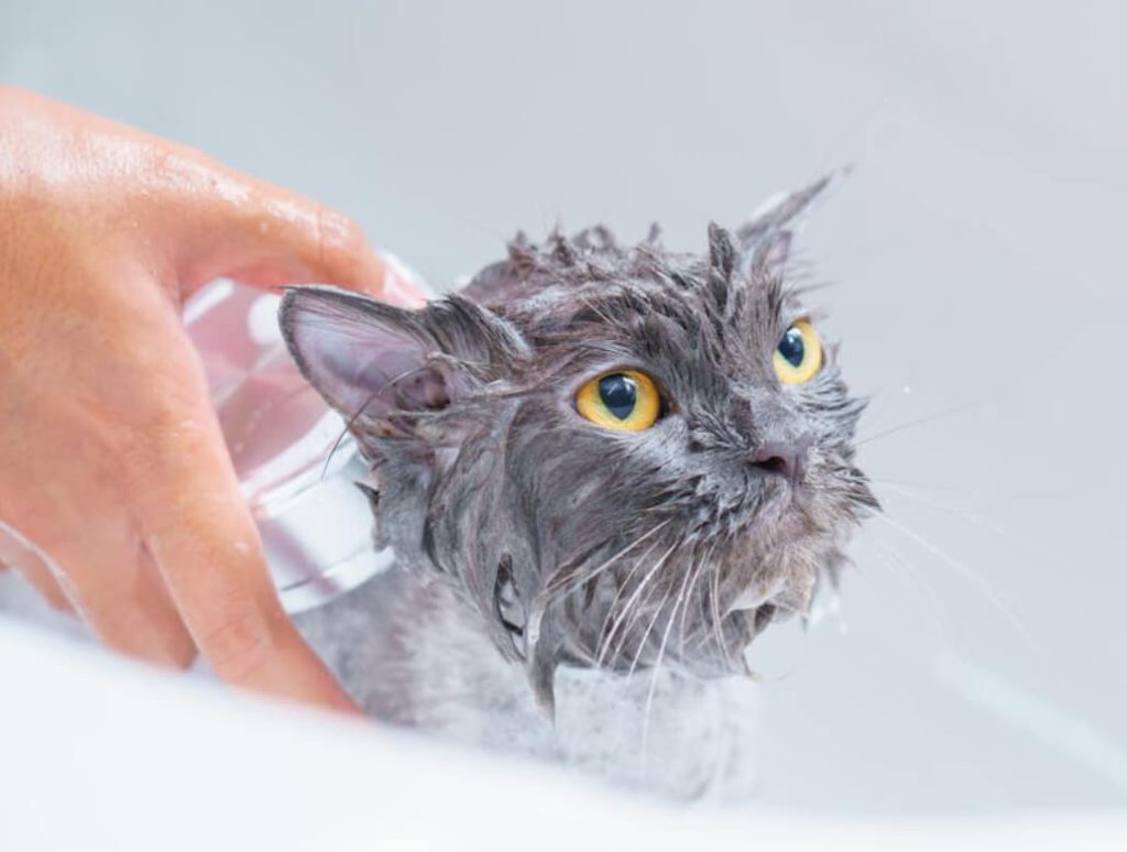 猫咪洗澡正确步骤：频率、用品、吹干、避坑