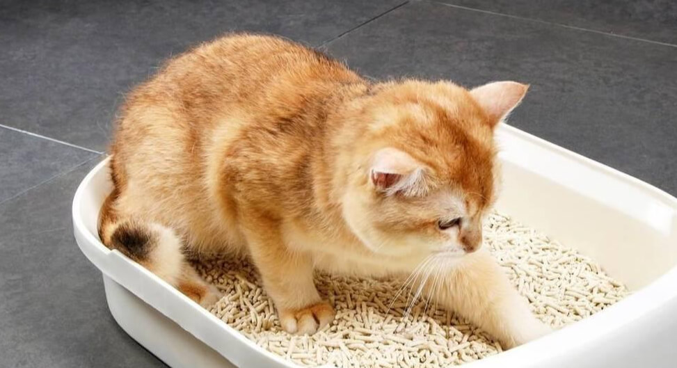 猫咪挑食埋屎刨砂：异常行为解读