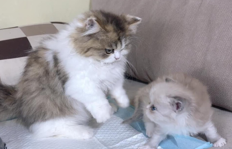 猫咪嫉妒心强：欺负小孩、狗、新猫处理