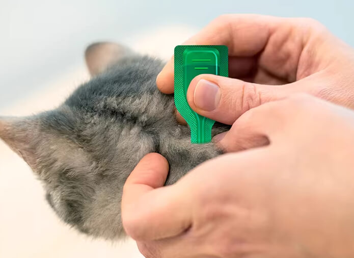 猫咪驱虫药推荐：体内、体外、内外同驱