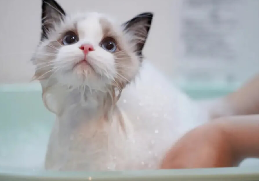 猫咪洗护用品：沐浴露、护毛素、干洗泡沫