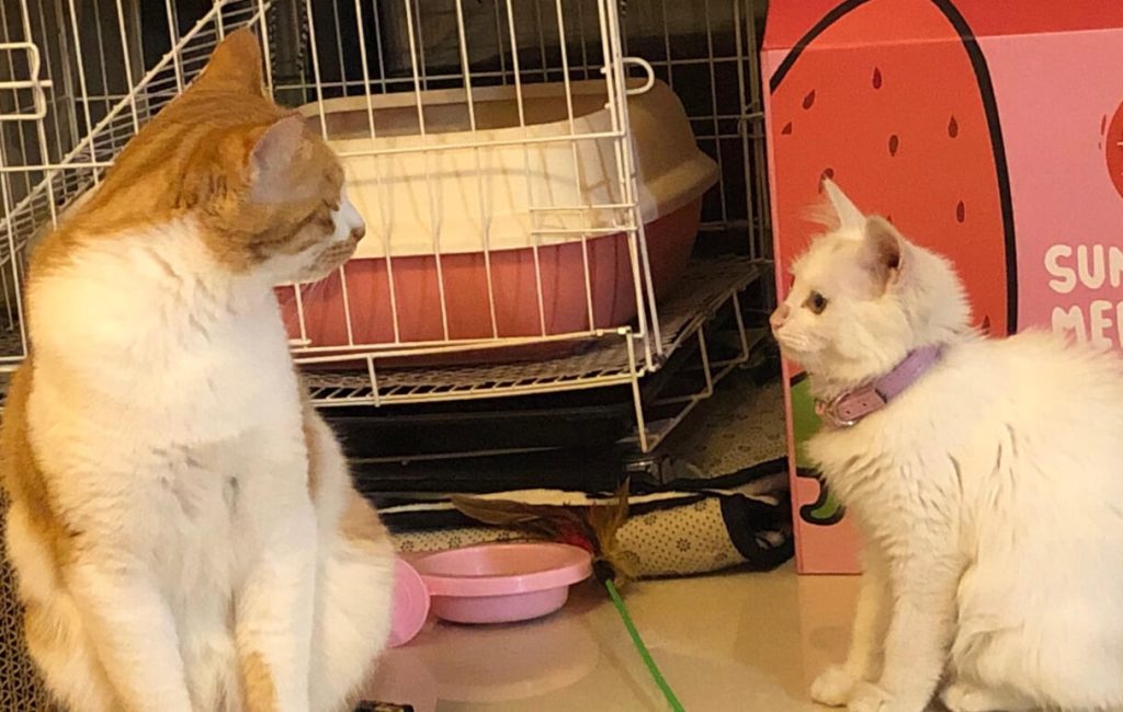 新猫到家如何介绍原住民？零冲突教程