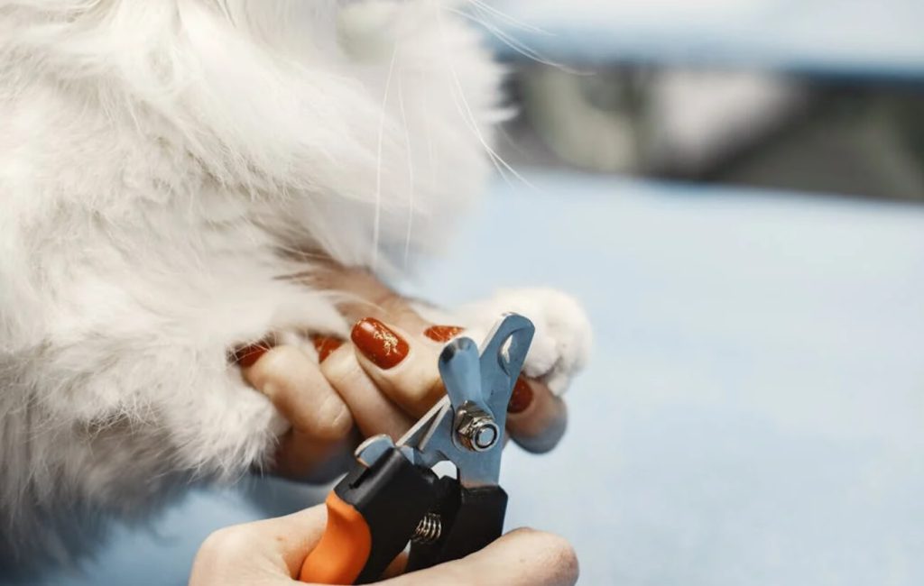 猫咪指甲修剪教程：不抓人、不反抗、零应激