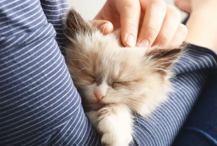 养宠前自我评估：你真的适合养猫吗