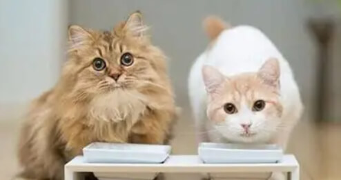 科学养猫承诺：不弃养、不虐待、科学喂养