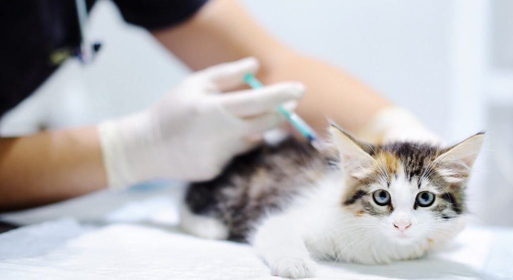 猫咪疫苗全攻略：妙三多、狂犬、时间、费用，一次说清