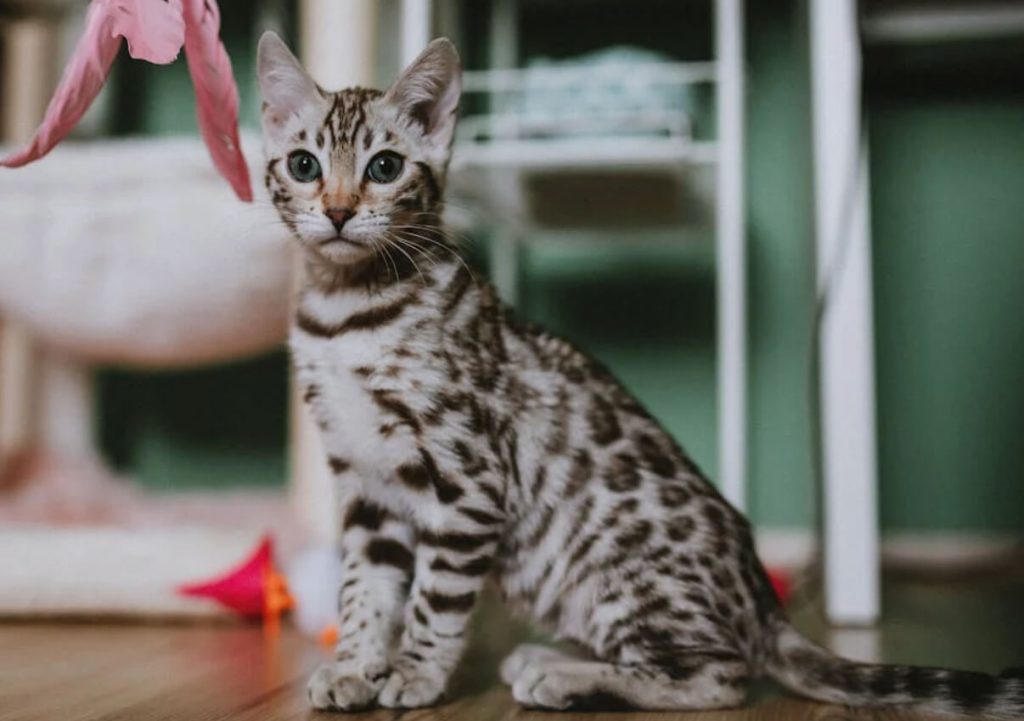 孟加拉豹猫：野性外表、宠物内心，饲养门槛